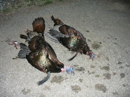 Father Son Turkey Hunt