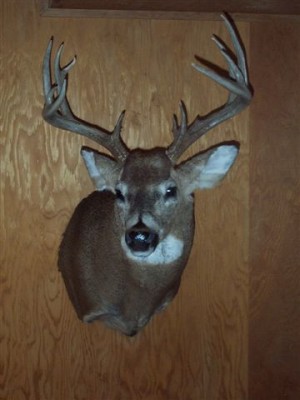 2005 Archery Buck