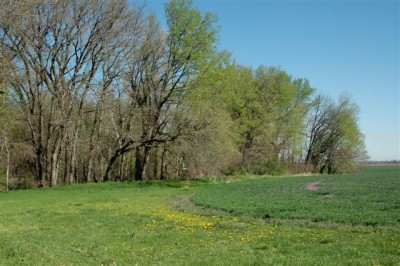 Spring Time Field Edge